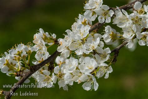 Golden Nectar Plum Prunus Salicina Sp CreatorsPalette