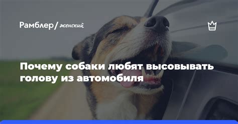 Учёные рассказали, почему собаки так любят высовывать голову из ...