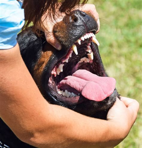 The Importance of Examining The Rottweiler's Bite & Dentition