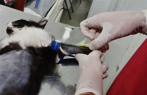 Castramóvel atenderá cães e gatos no bairro Jardim Teresópolis