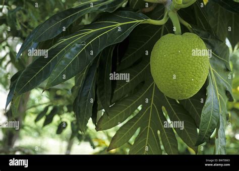 árbol Del Pan Fotografías E Imágenes De Alta Resolución Alamy