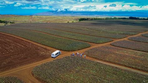 Maui Pineapple Tour | Pineapple Plantation Tours in Maui, HI