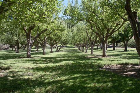 Apple orchard stock photo. Image of growth, food, happy - 21411804