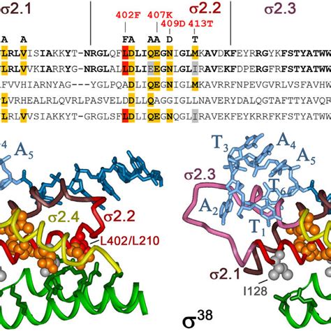 Pdf Σ38 Dependent Promoter Proximal Pausing By Bacterial Rna Polymerase