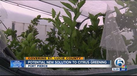 Potential New Solution To Citrus Greening Youtube