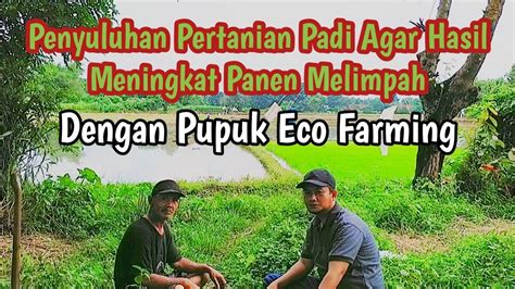 Penyuluhan Pertanian Padi Akan Menggunakan Pupuk Eco Parming YouTube