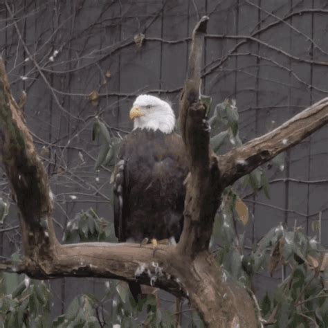 Bald Eagle Side Eye GIF - Bald Eagle Eagle Side Eye - Discover & Share GIFs