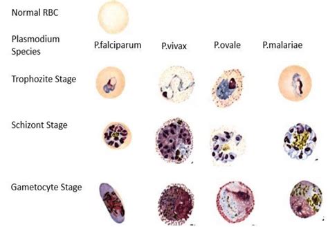 Plasmodium Life Cycle Microscope