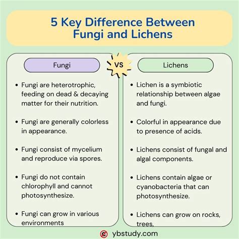 5 Key Difference Between Fungi And Lichens PDF