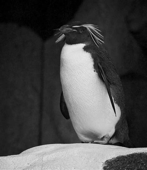 Dwp202401091582 Rockhopper Penguins Calgary Zoo Alberta Sa Flickr