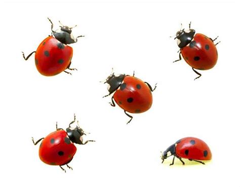 Why Do I Have So Many Ladybugs In My House Gilles Lambert Exterminator