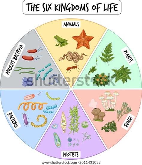 Taxonomy Biology Kingdom