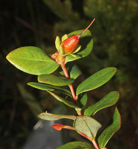 Hypericum Perryongii Hypericaceae Image At Phytoimages Siu Edu