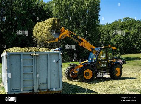 Laguepie, France 25.08.2020 Preparing sorghum silage for cattle feeding ...