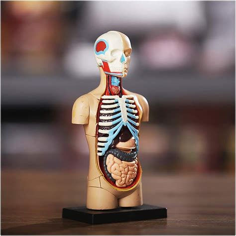 Lehrmodell Anatomie Torso Anatomie Modell Menschliches Körper