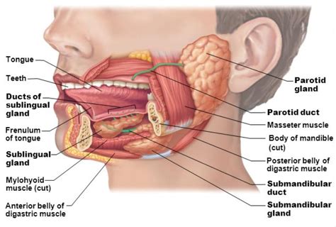 Oral Cavity Pharynx Salivary Glands Diagram Quizlet The Best Porn Website