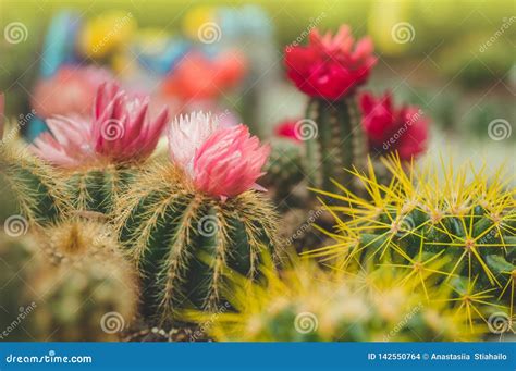 Various Colored Cacti Plants in a Greenhouse. Various Cacti on the ...