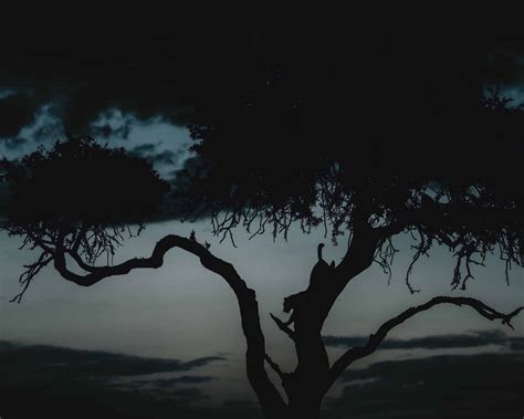 The Enigmatic, Elusive Leopards of the Masai Mara - Ishara – A luxury