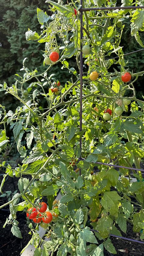 Planting Tomatoes in Raised Beds — Meadowlark Journal
