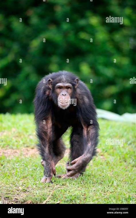 Chimpanzee Pan Troglodytes Troglodytes Subadult Captive Florida