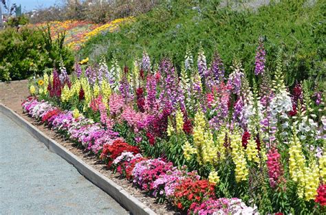 A Beautiful Bed Of Snapdragon And Foxglove Flowers Snapdragon