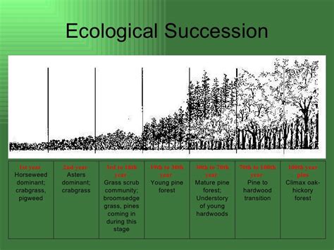 The Correct Order Of Ecological Succession