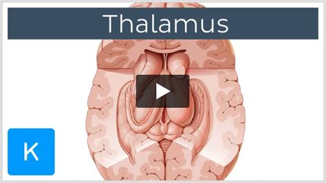 Thalamus Anatomy Nuclei Function Kenhub