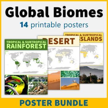 Subtropical Rainforest Temperate Coniferous Forest Learning Pyramid