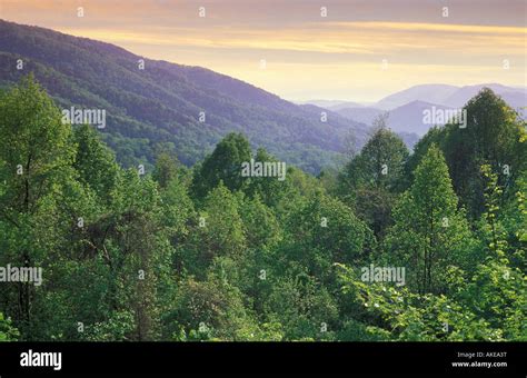 secondary forest, great smoky mountains national park, usa Stock Photo ...