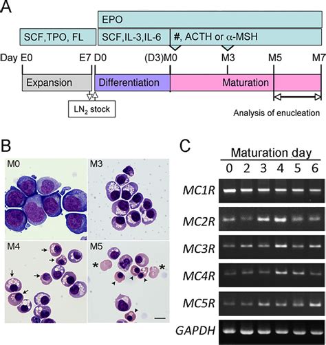 Mcr Expressions During Erythroblast Differentiation A Schematic