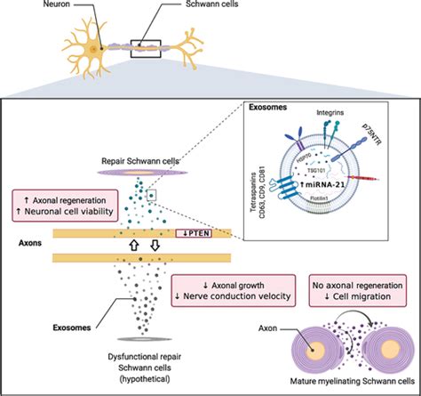 Schwann Cell‐derived Exosomes Janus‐faced Mediators Of Regeneration