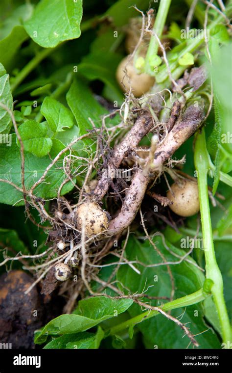 Potato plant roots hi-res stock photography and images - Alamy