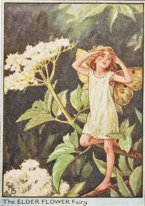 Flower Fairies The Elder Flower Fairy Vintage Print C1930 By Etsy