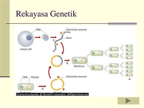 Detail Gambar Rekayasa Genetika Koleksi Nomer