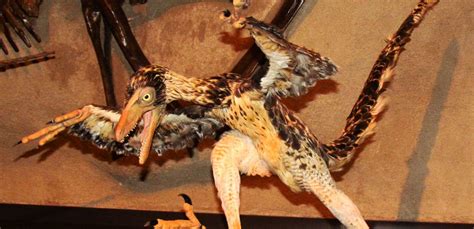 Un Fossile Fait Le Lien Entre Dinosaures Et Oiseaux