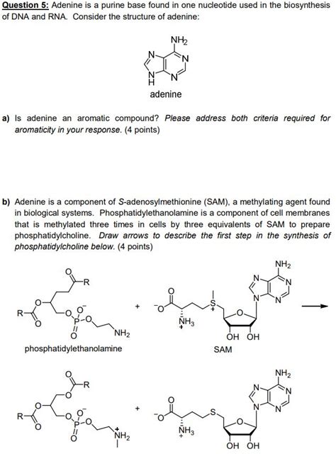 Solved Question 5: Adenine is a purine base found in one | Chegg.com