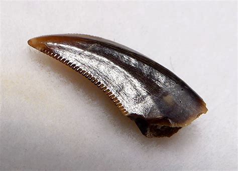 FINEST RARE BAMBIRAPTOR FOSSIL DROMAEOSAUR DINOSAUR TOOTH *DT6-323 ...