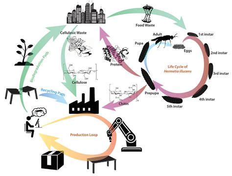 Circular Economy The Fermart Lab