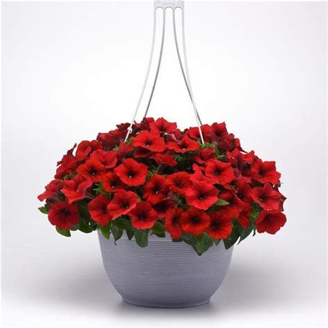 Petunia Seeds Petunia Easy Wave Red 100 Thru 500 Pelleted Seeds Bulk ...