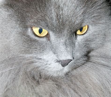 Beautiful gray cat with yellow eyes — Stock Photo © Vladitto #5329942