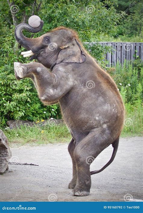 Elephant Standing Two Legs Photos - Free & Royalty-Free Stock Photos ...