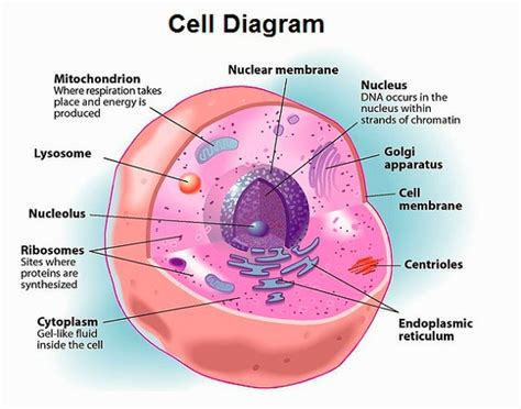 Characteristics of Living Things - Cells and Systems