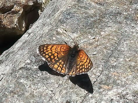 Rockslide Checkerspot From White River National Forest Dillon Co Us