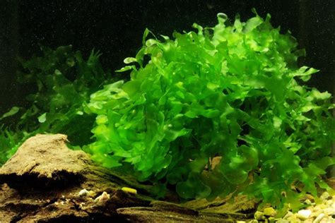 Папоротник Аквариумный Виды Фото И Названия – Telegraph