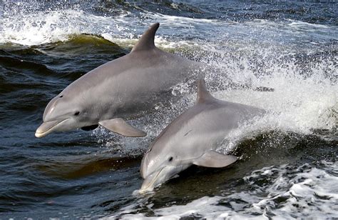 Dolphins playing Photograph by Diane Davis - Fine Art America