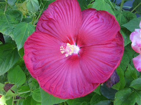 Dinner Plate Size Hibiscus Flowers Hibiscus Watermelon