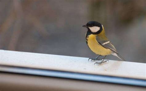 Bird Sitting On Windowsill Spiritual Meaning And Messages Receive