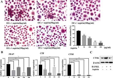 Aspirin Inhibits Osteoclast Differentiation In Rankl Stimulated Imdcs