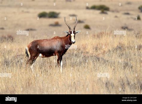 Bontebok Damaliscus Dorcas Dorcas Adult Foraging Cape Of The Good