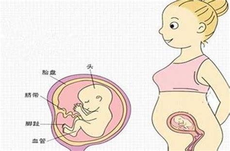 胚胎发育过程胚胎发育过程图微信公众号文章